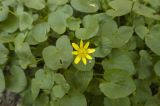 Ficaria calthifolia