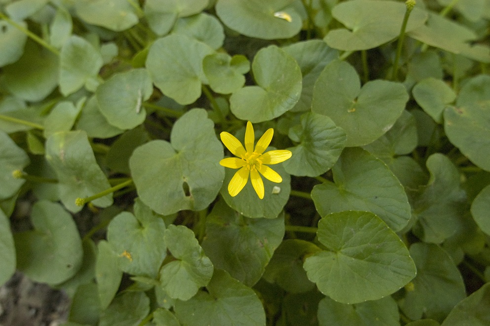 Image of Ficaria calthifolia specimen.