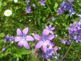 Campanula patula. Аномальные 6-членные цветки. Тверская обл., Весьегонский р-н, с. Чистая Дуброва, низкотравный луг. 12 июля 2017 г.