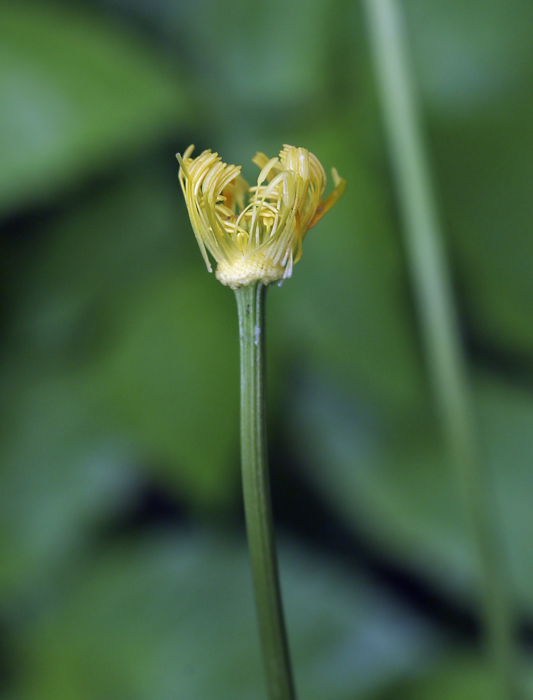 Изображение особи Trollius europaeus.