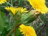 Taraxacum brassicifolium. Соцветия. Хабаровский край, р-н им. Лазо, 3-км Оборской ветки, заброшенная железнодорожная насыпь (вокруг - болота, голубичники, берёзово-лиственичные релки). 21.05.2017.