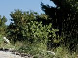 Eryngium campestre. Расцветающее растение. Греция, о-в Крит, ном Ханья (Νομός Χανίων), дим Платаньяс (Δήμος Πλατανιά), горный массив Лефка Ори (Λευκά Όρη), урочище Ксилоскало (Ξυλόσκαλο), ≈ 1200 м н.у.м., каменистый склон у автомобильной дороги. 28 июня 2017 г.