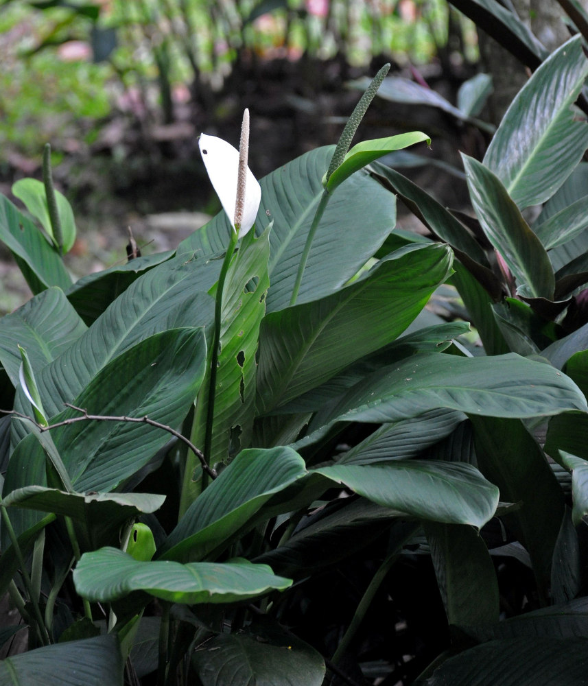 Изображение особи Spathiphyllum floribundum.