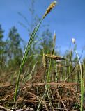 Carex limosa. Цветущее растение. Окрестности Архангельска, болото. 20 мая 2010 г.