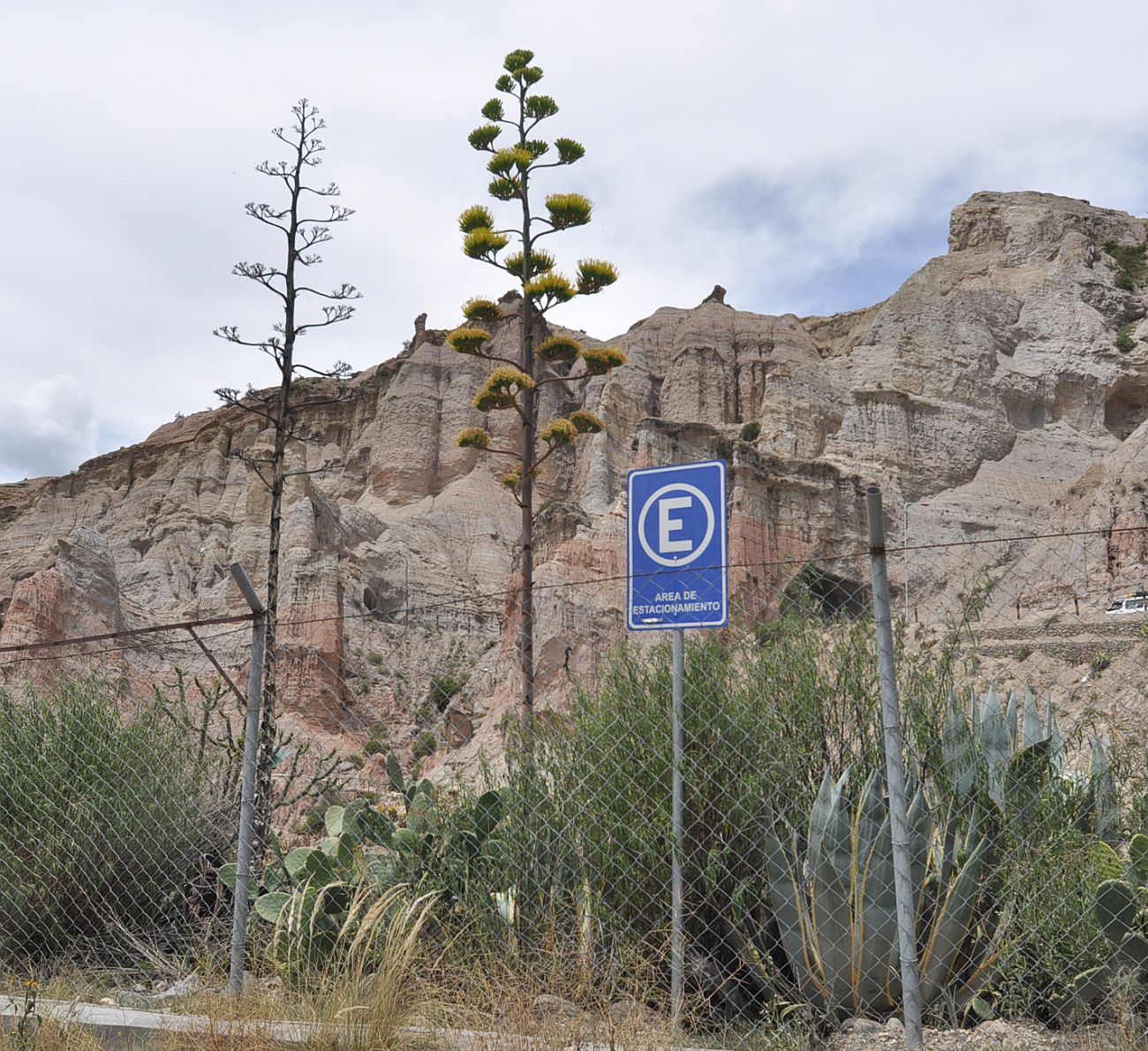 Image of genus Agave specimen.