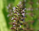 Dracocephalum thymiflorum