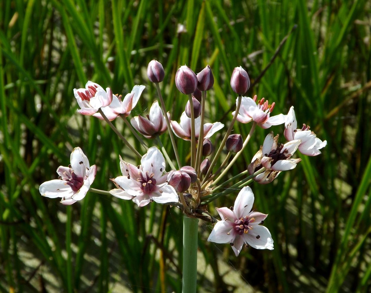 Изображение особи Butomus umbellatus.