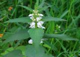 Lamium album