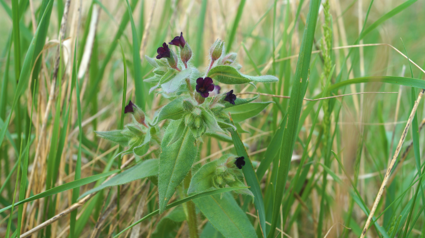 Image of Nonea pulla specimen.