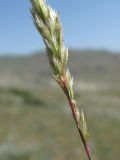 Koeleria luerssenii