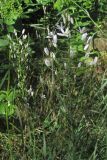 Ornithogalum arcuatum