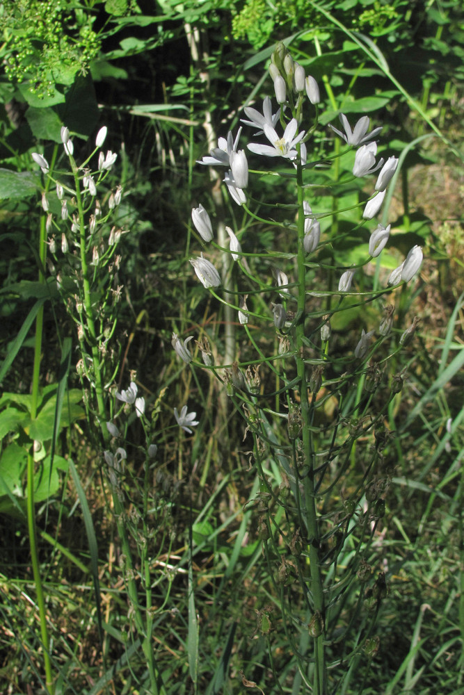 Image of Ornithogalum arcuatum specimen.