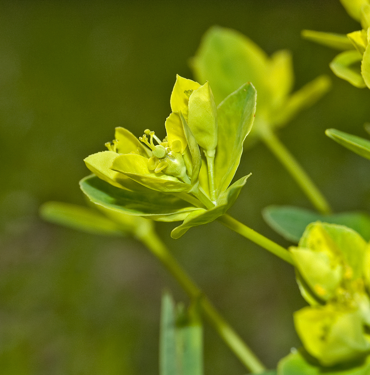 Изображение особи Euphorbia semivillosa.