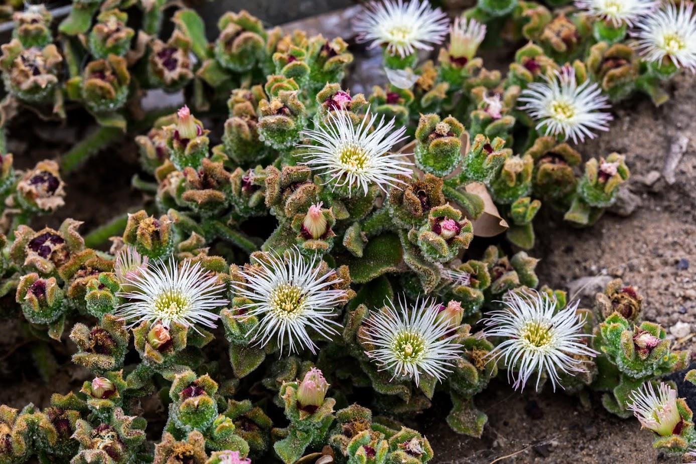 Image of Mesembryanthemum crystallinum specimen.