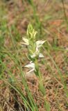 Cephalanthera epipactoides