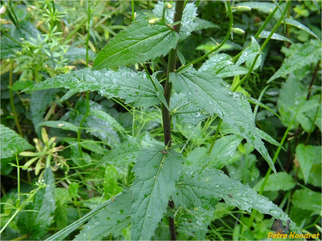 Image of Campanula rapunculoides specimen.