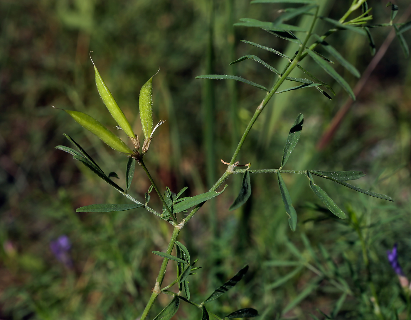 Image of Astragalus arenarius specimen.