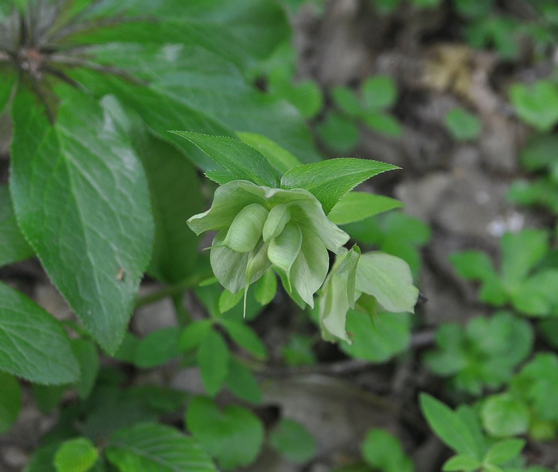 Image of Helleborus caucasicus specimen.