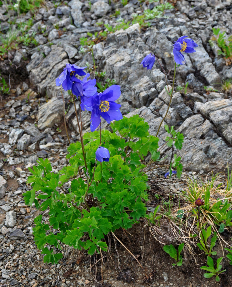 Изображение особи Aquilegia glandulosa.