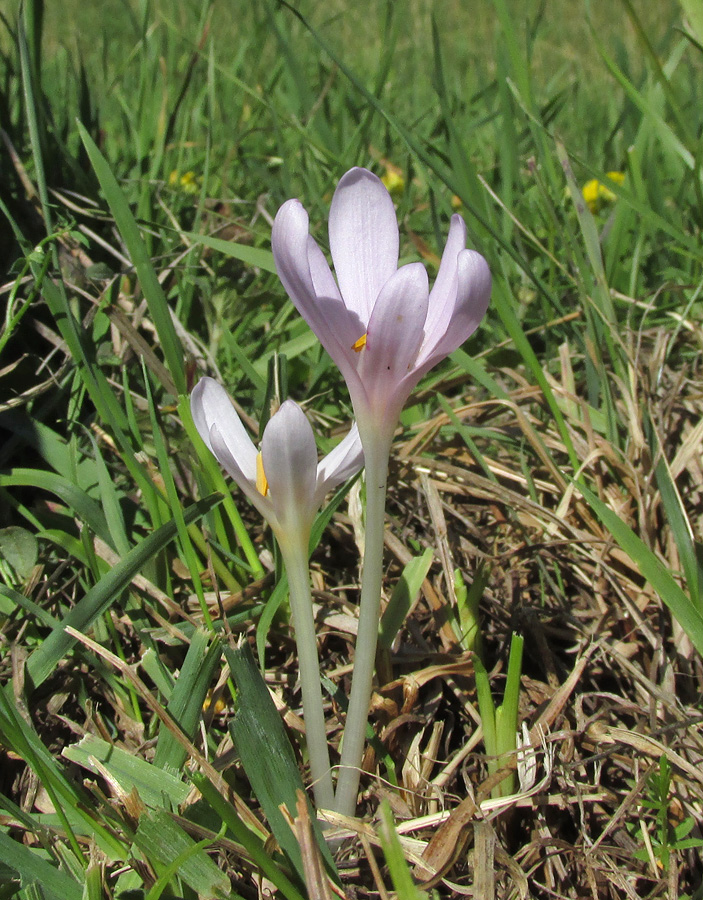 Image of Colchicum umbrosum specimen.