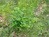 Lathyrus vernus