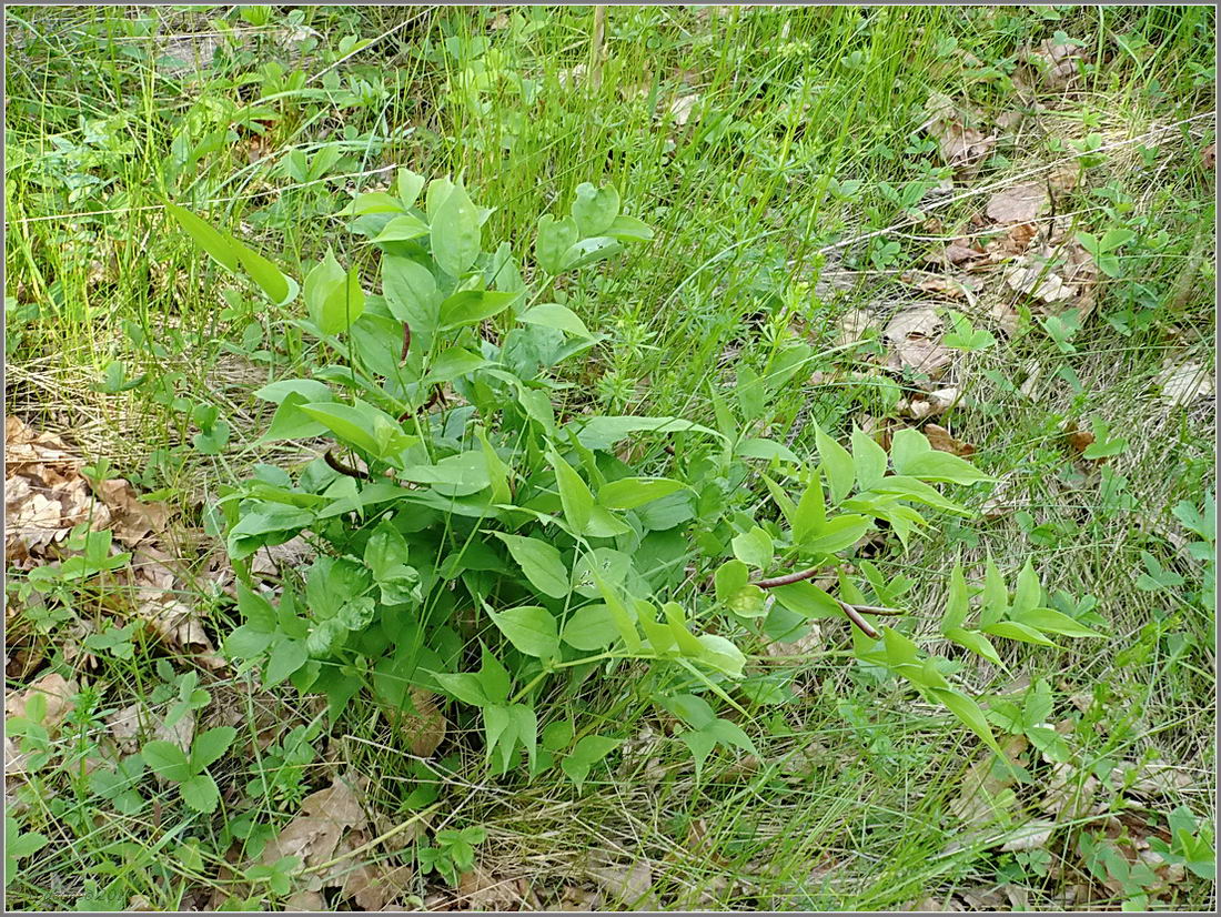 Изображение особи Lathyrus vernus.