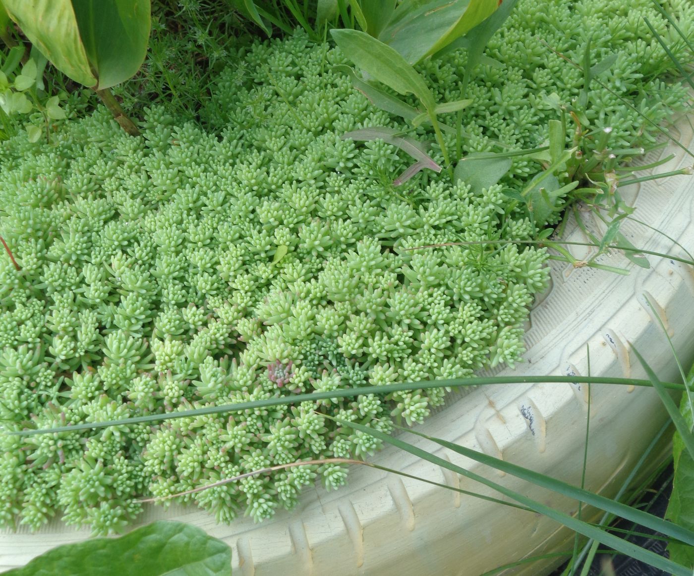 Image of Sedum pallidum ssp. bithynicum specimen.