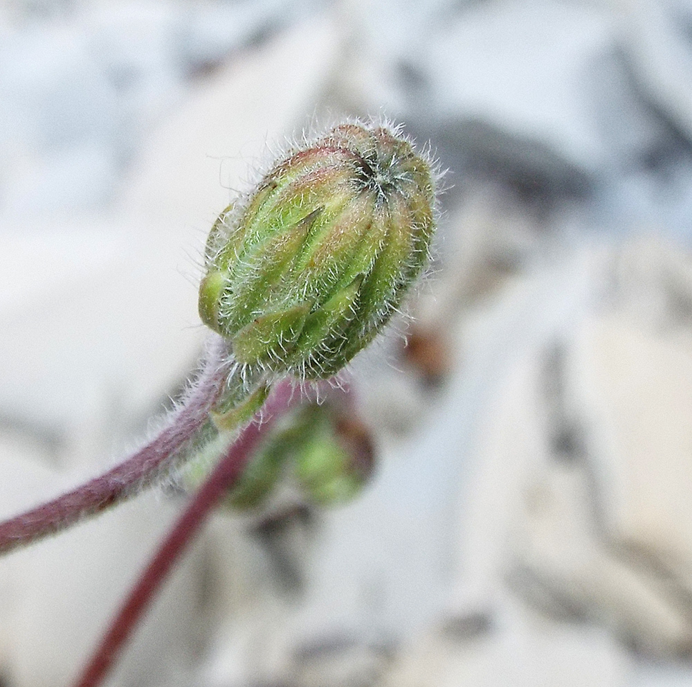 Изображение особи Crepis rhoeadifolia.