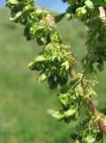 Rumex subspecies orientalis