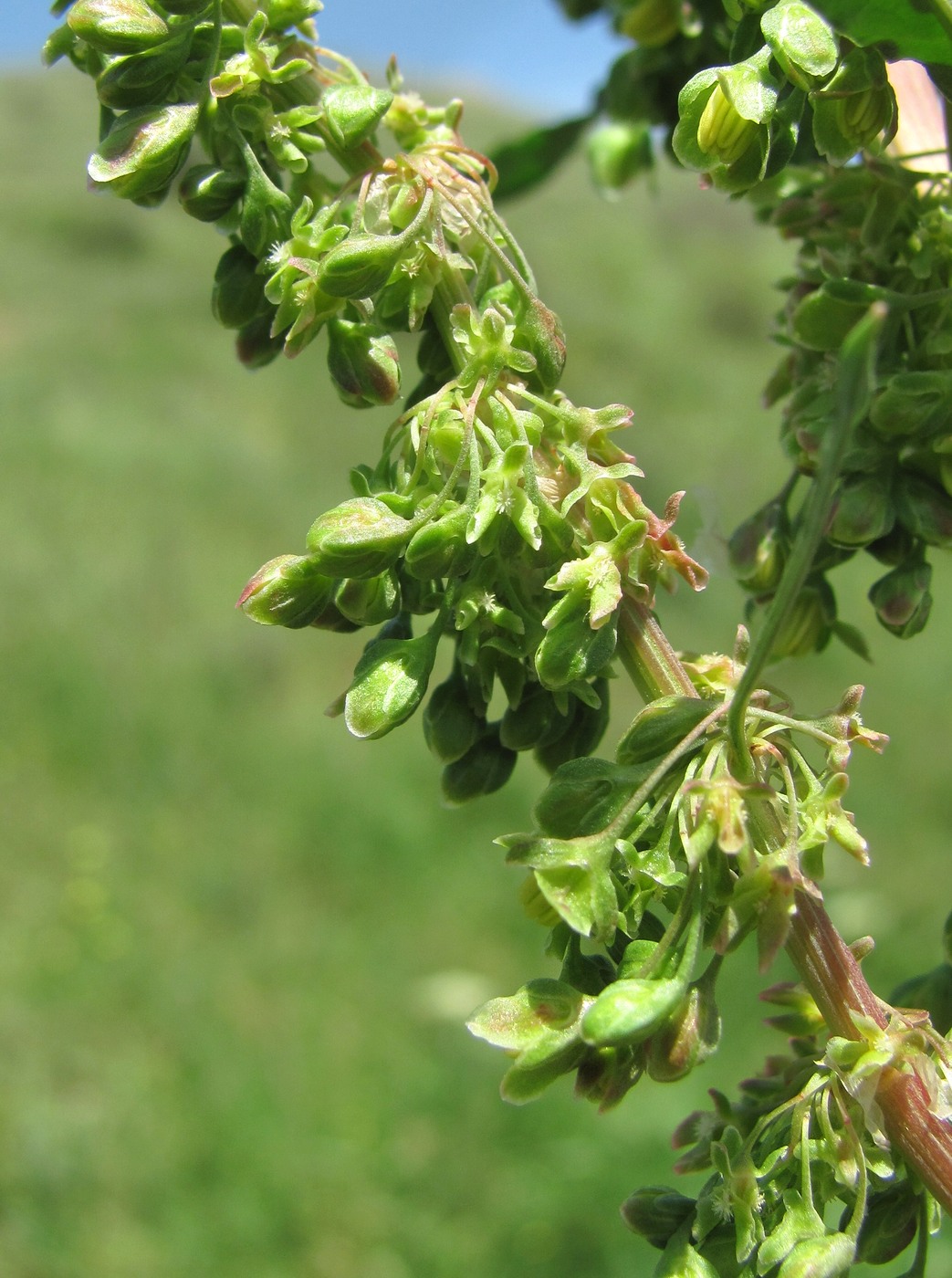 Image of Rumex patientia ssp. orientalis specimen.