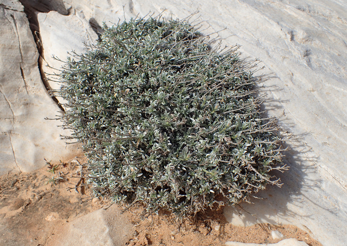 Image of Convolvulus oleifolius specimen.