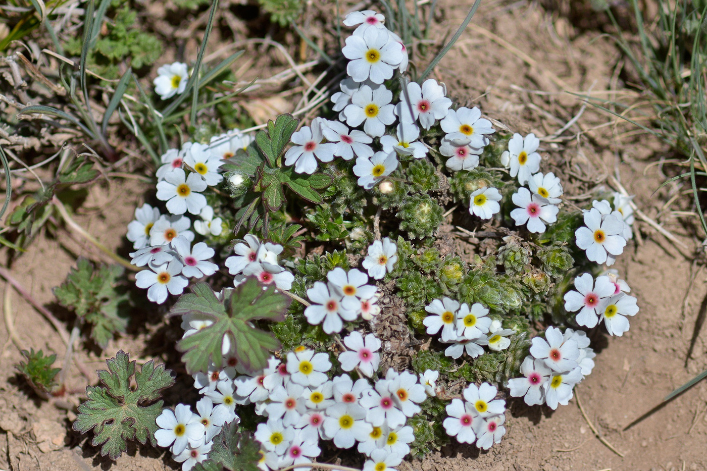 Image of Androsace sericea specimen.