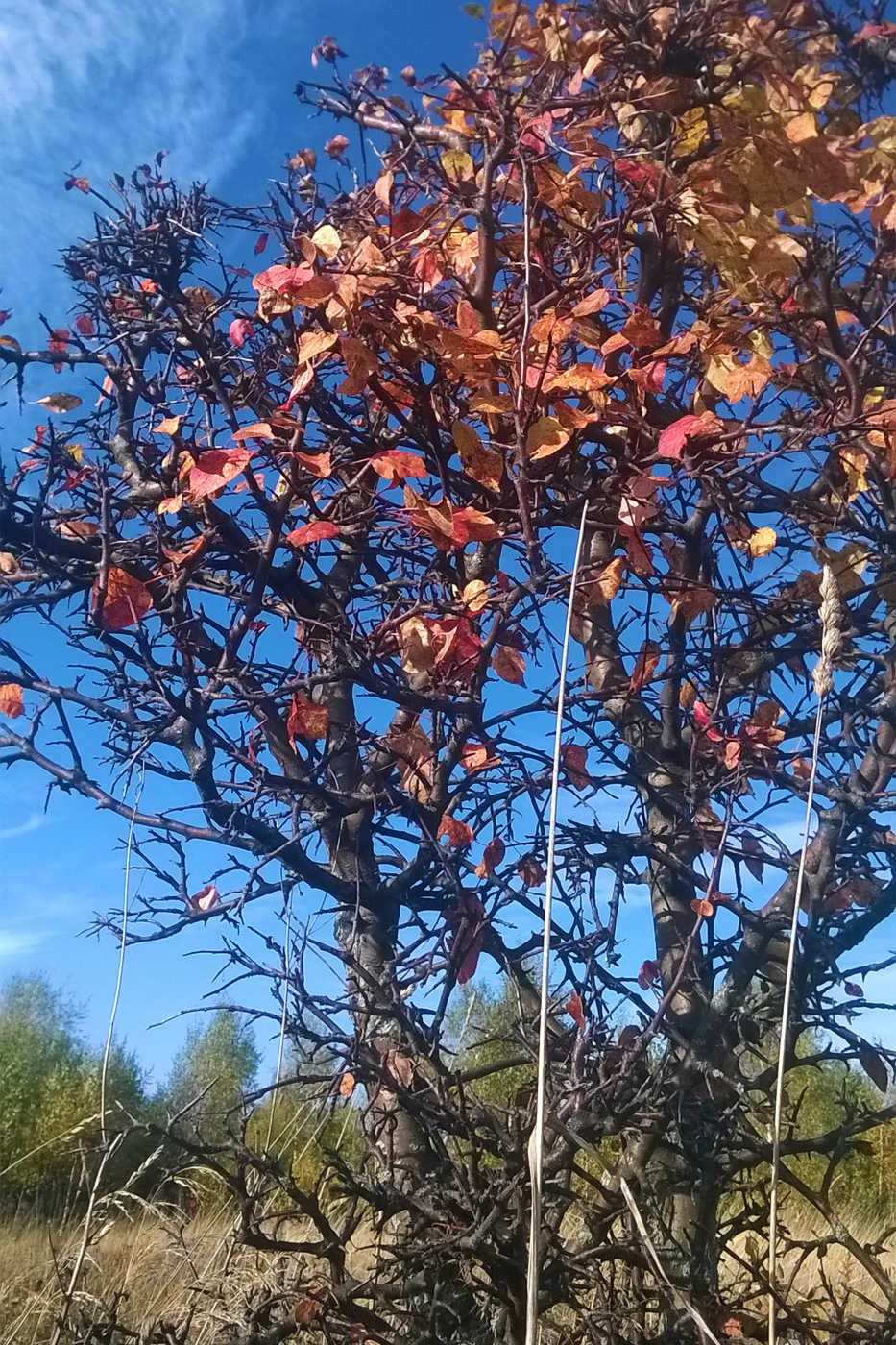 Изображение особи Malus praecox.