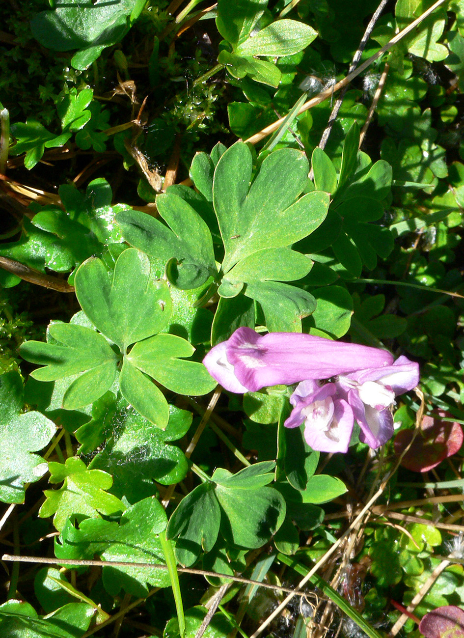 Изображение особи Corydalis arctica.