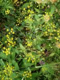 Bupleurum polyphyllum