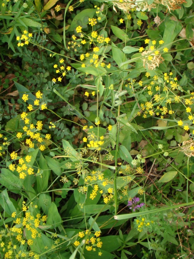 Image of Bupleurum polyphyllum specimen.