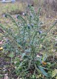 Echium vulgare. Цветущее и плодоносящее растение. Московская обл., г. Дмитров, на железнодорожной насыпи. 28 октября 2018 г.