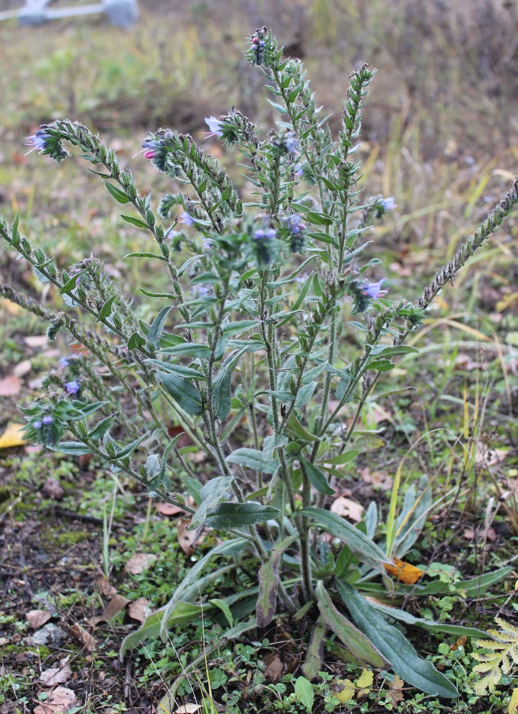 Изображение особи Echium vulgare.