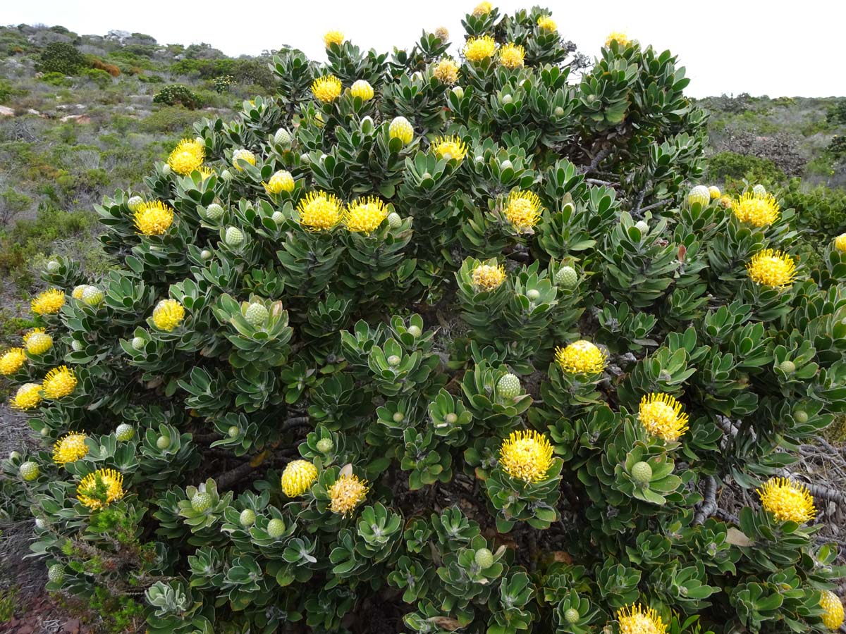 Image of Leucospermum conocarpodendron specimen.