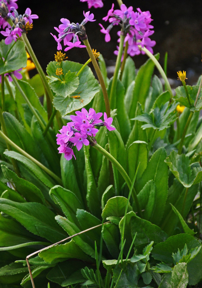 Изображение особи Primula nivalis.
