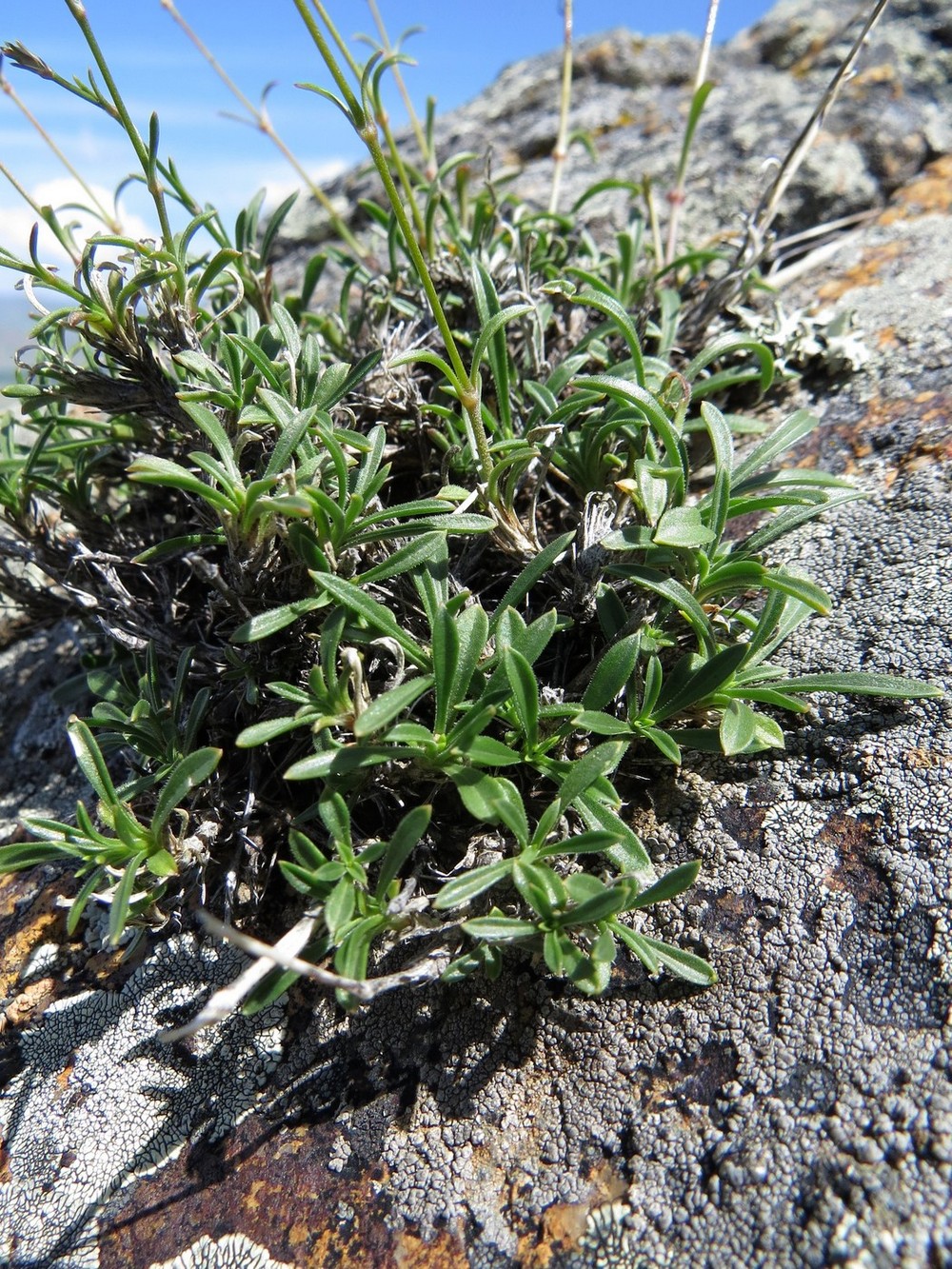 Image of Silene stylosa specimen.