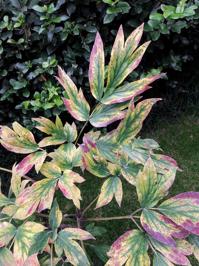 Image of Paeonia delavayi specimen.