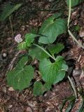 Valeriana tiliifolia. Зацветающее растение в буковом лесу. Сочинский р-н Краснодарского края, окр. пос. Красная Поляна. 30.05.2007.