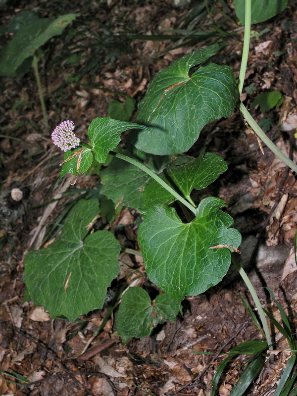 Image of Valeriana tiliifolia specimen.