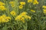 Inula britannica