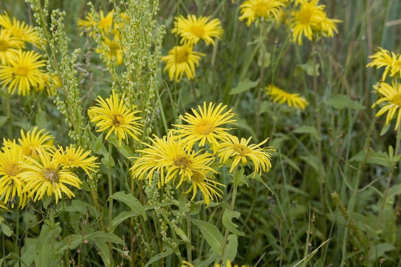 Изображение особи Inula britannica.