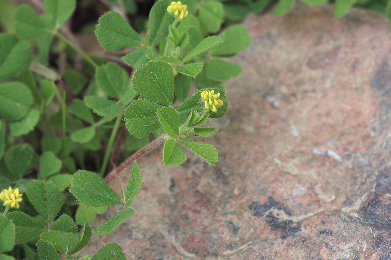 Изображение особи Medicago lupulina.