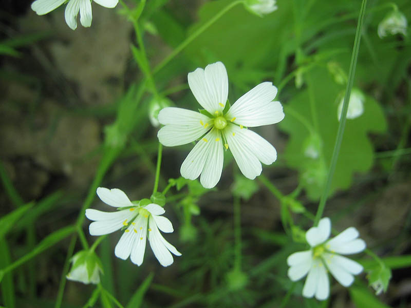 Image of Stellaria holostea specimen.
