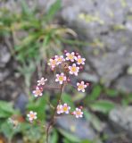 Saxifraga kolenatiana