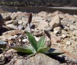 Plantago camtschatica